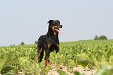 BEAUCERON 040